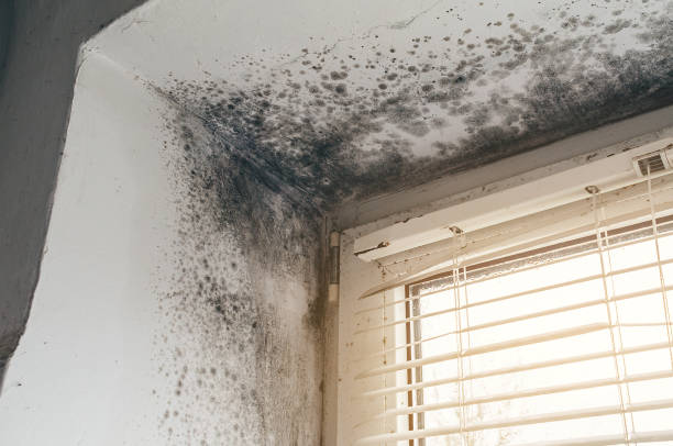 Affordable Attic Mold Removal solutions in Broomfield, CO