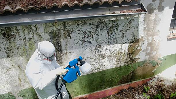 Top rated local Attic Mold Removal specialists in Broomfield, CO
